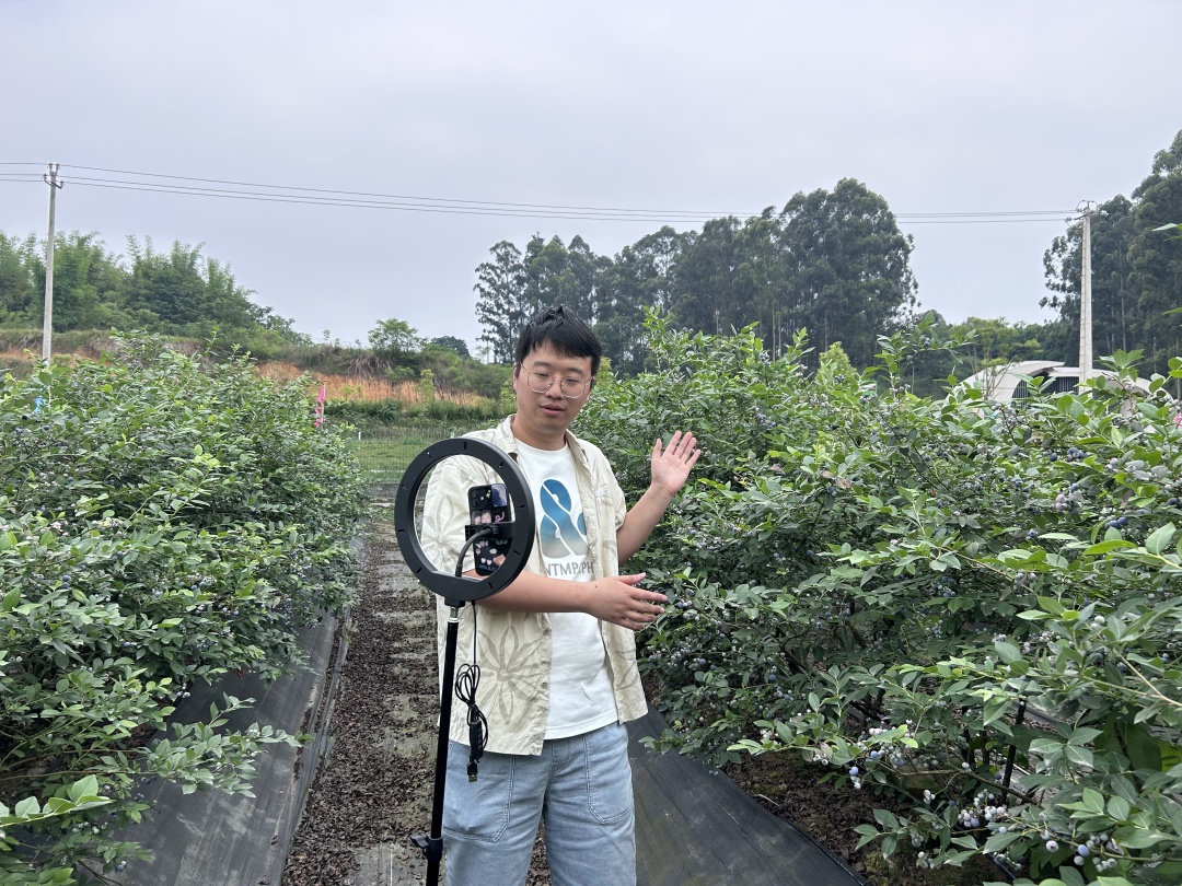 丁肇寧在藍(lán)莓地里直播。.jpg