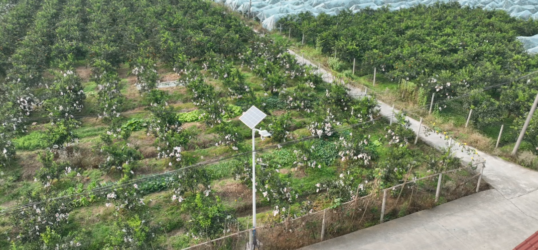 新安裝的路燈。.png