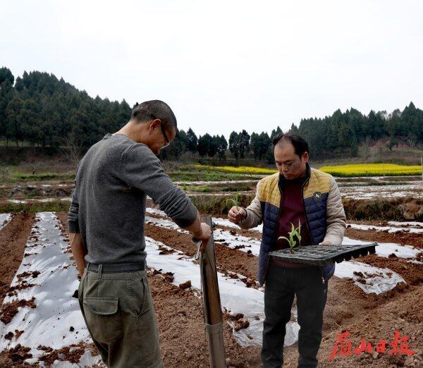 鐘約奎（右）在田間指導農民高質量種植玉米。（楊鵬 攝）