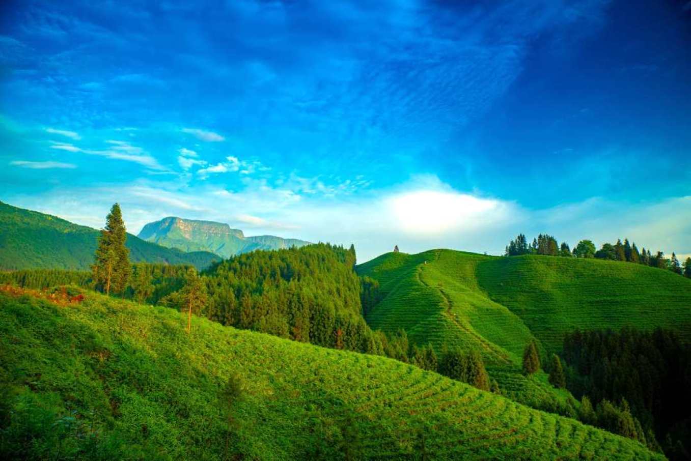 瓦屋山鎮(zhèn)復(fù)興村茶山 楊巍 攝